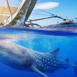 Oslob whale shark watching