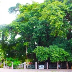 Balete Park Baler