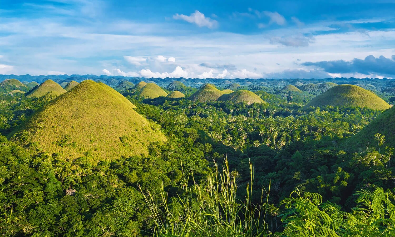 Chocolate hills green forest in Bohol
