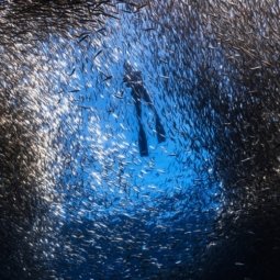 Sardines free diving in Moalboal