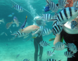 Feeding fish during Helmet Diving in Boracay