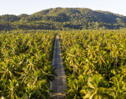 Coconut Road in Siargao