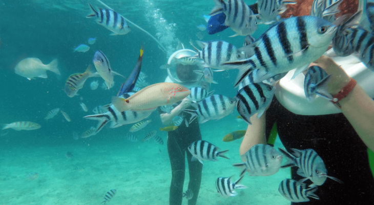 Feeding fish during Helmet Diving in Boracay