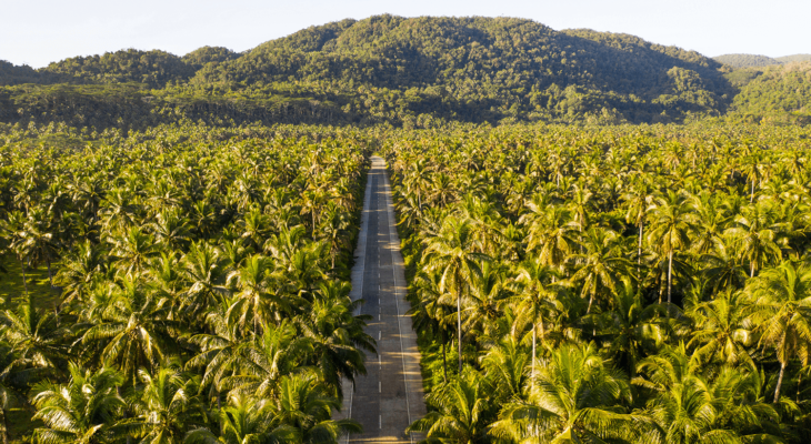 Coconut Road in Siargao