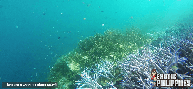 Corals at Siete Pecados Coron
