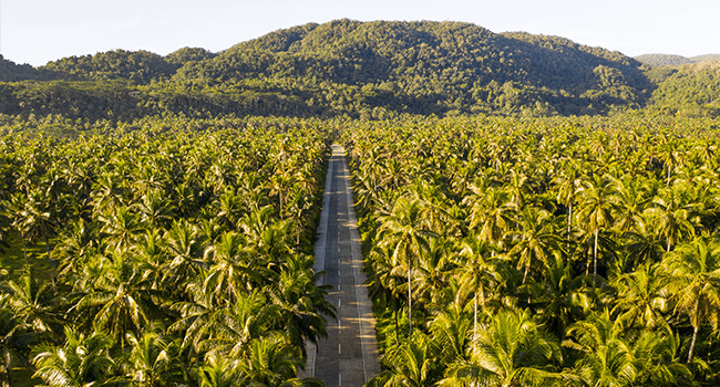 View from the Palm Tree Viewpoint